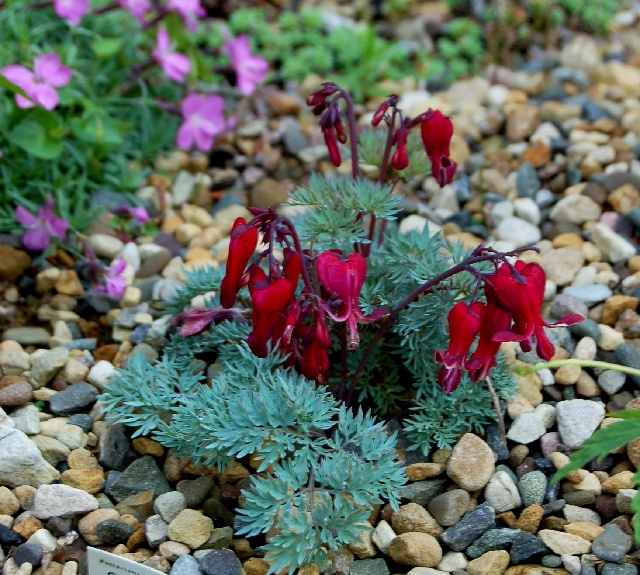 Dicentra 'Burning Heart'